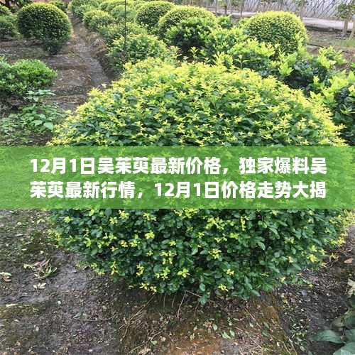 揭秘吳茱萸最新行情，獨家爆料價(jià)格走勢，最新行情大揭秘！