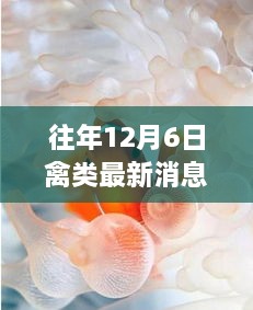 獨家揭秘，12月6日禽類(lèi)珍味館最新資訊與探秘之旅