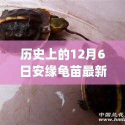 探尋自然美景的心靈之旅，歷史上的安緣龜苗最新報價(jià)揭曉在12月6日