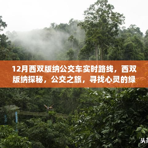 西雙版納公交探秘之旅，心靈的綠洲與實(shí)時(shí)路線(xiàn)指南