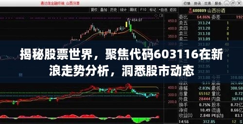 揭秘股票世界，聚焦代碼603116在新浪走勢分析，洞悉股市動(dòng)態(tài)