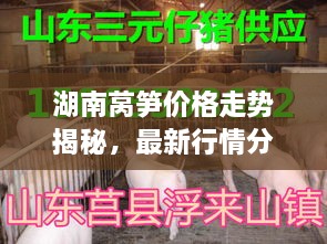 湖南萵筍價(jià)格走勢揭秘，最新行情分析與市場(chǎng)動(dòng)態(tài)