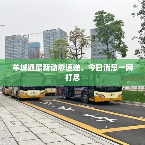 羊城通最新動(dòng)態(tài)速遞，今日消息一網(wǎng)打盡