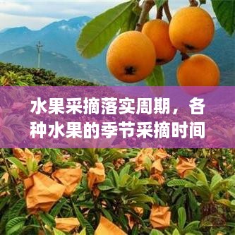 水果采摘落實(shí)周期，各種水果的季節采摘時(shí)間書(shū) 