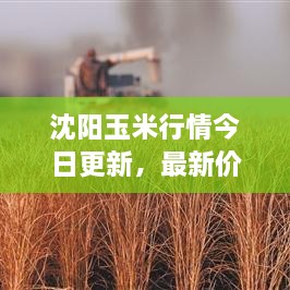 沈陽(yáng)玉米行情今日更新，最新價(jià)格走勢分析