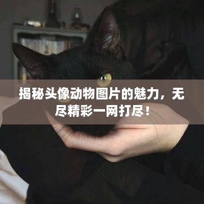 揭秘頭像動(dòng)物圖片的魅力，無(wú)盡精彩一網(wǎng)打盡！
