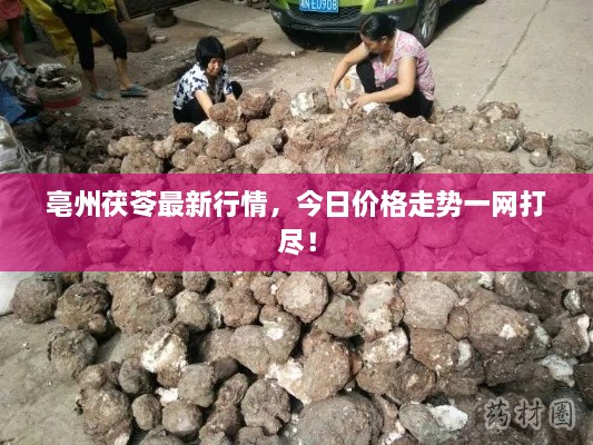 亳州茯苓最新行情，今日價(jià)格走勢一網(wǎng)打盡！