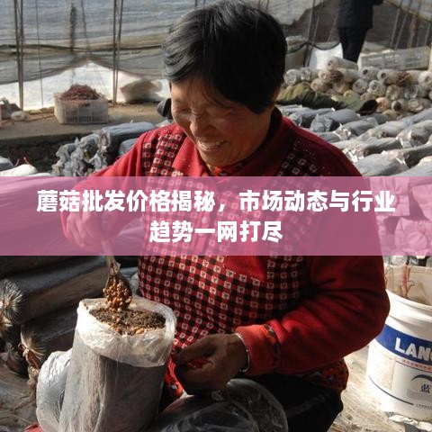 蘑菇批發(fā)價(jià)格揭秘，市場(chǎng)動(dòng)態(tài)與行業(yè)趨勢一網(wǎng)打盡
