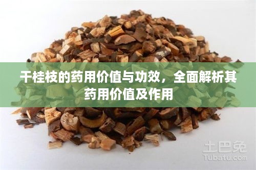 干桂枝的藥用價(jià)值與功效，全面解析其藥用價(jià)值及作用