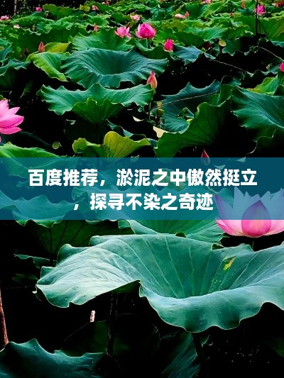 百度推薦，淤泥之中傲然挺立，探尋不染之奇跡