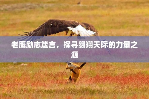 老鷹勵志箴言，探尋翱翔天際的力量之源