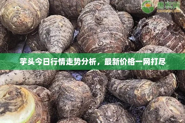 芋頭今日行情走勢分析，最新價(jià)格一網(wǎng)打盡