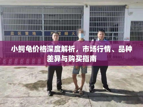 小鱷龜價(jià)格深度解析，市場(chǎng)行情、品種差異與購買(mǎi)指南