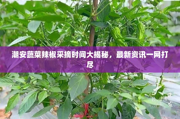 潮安蔬菜辣椒采摘時(shí)間大揭秘，最新資訊一網(wǎng)打盡