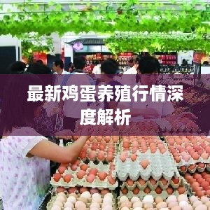 最新雞蛋養殖行情深度解析