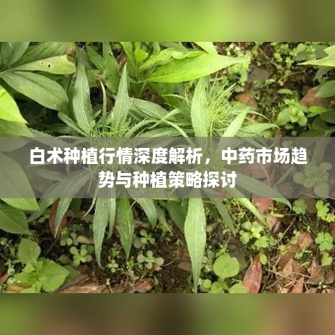 白術(shù)種植行情深度解析，中藥市場(chǎng)趨勢與種植策略探討