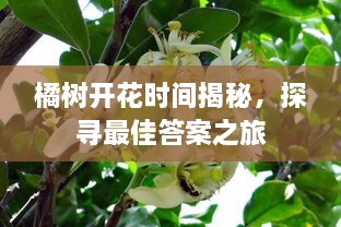 橘樹(shù)開(kāi)花時(shí)間揭秘，探尋最佳答案之旅