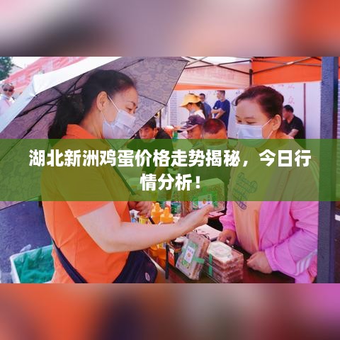 湖北新洲雞蛋價(jià)格走勢揭秘，今日行情分析！