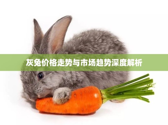 灰兔價(jià)格走勢與市場(chǎng)趨勢深度解析