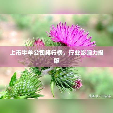 上市牛羊公司排行榜，行業(yè)影響力揭秘