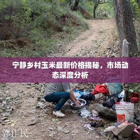 寧靜鄉村玉米最新價(jià)格揭秘，市場(chǎng)動(dòng)態(tài)深度分析