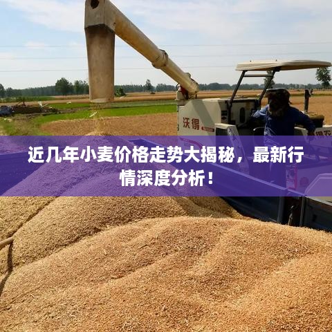 近幾年小麥價(jià)格走勢大揭秘，最新行情深度分析！