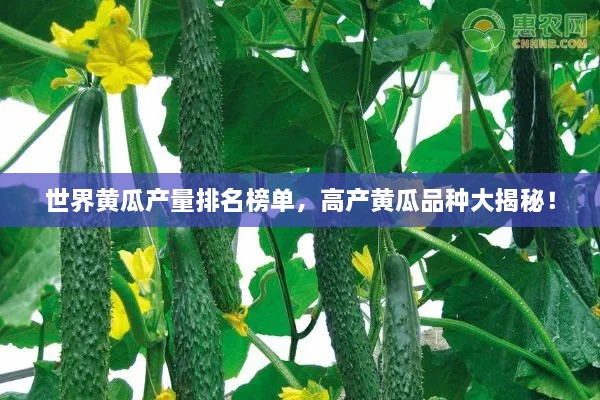 世界黃瓜產(chǎn)量排名榜單，高產(chǎn)黃瓜品種大揭秘！