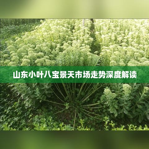 山東小葉八寶景天市場(chǎng)走勢深度解讀