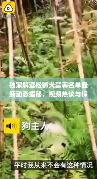 獨家解讀松獅犬禁養名單最新動(dòng)態(tài)揭秘，視頻熱議與探討