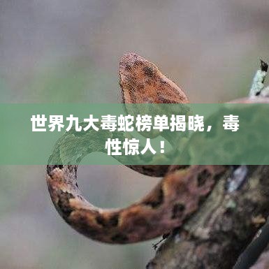 世界九大毒蛇榜單揭曉，毒性驚人！