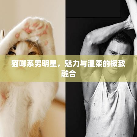 貓咪系男明星，魅力與溫柔的極致融合