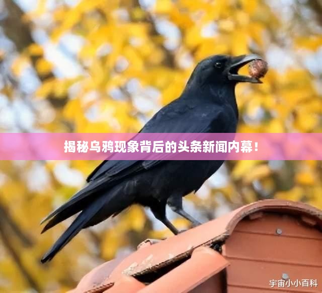 揭秘烏鴉現象背后的頭條新聞內幕！
