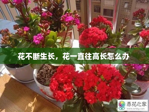 花不斷生長(cháng)，花一直往高長(cháng)怎么辦 