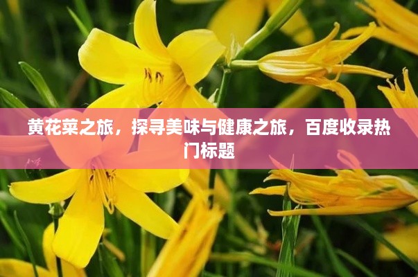 黃花菜之旅，探尋美味與健康之旅，百度收錄熱門(mén)標題