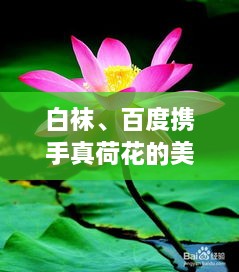 白襪、百度攜手真荷花的美麗奇緣