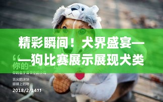 精彩瞬間！犬界盛宴——狗比賽展示展現犬類(lèi)魅力